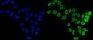 Anti-FEN1 Antibody Picoband™ (monoclonal, 6F3F2)
